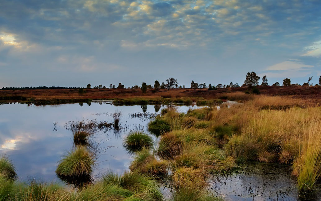 a wetland