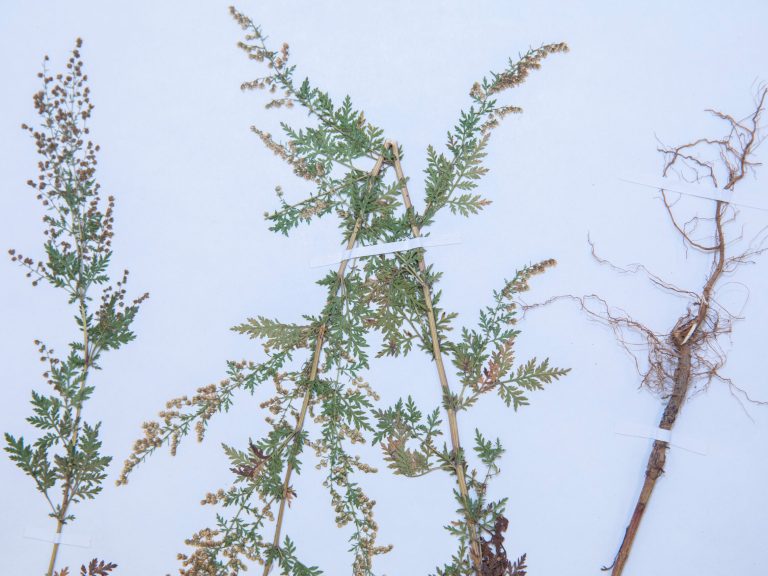 Dried herbs