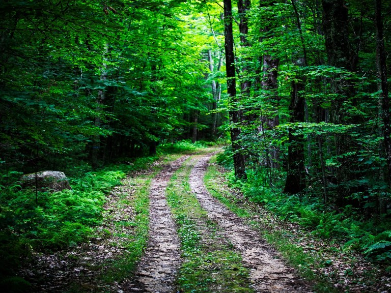 A trail through a forest