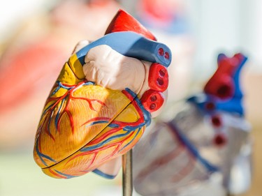 A model of a heart
