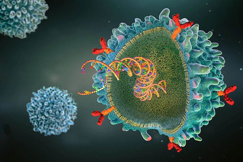 An illustration of a T cell
