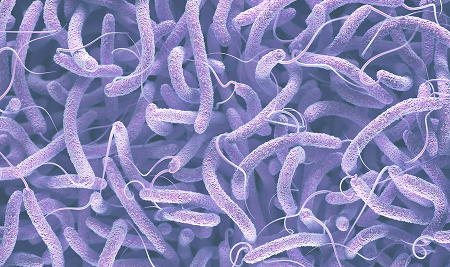 Bacteria
