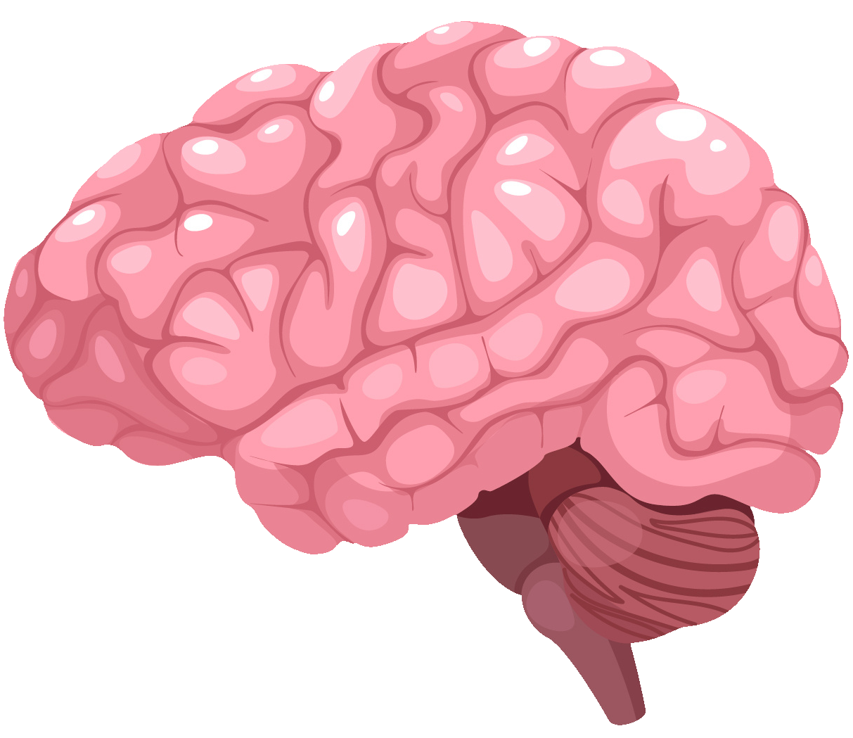 an illustration of a brain