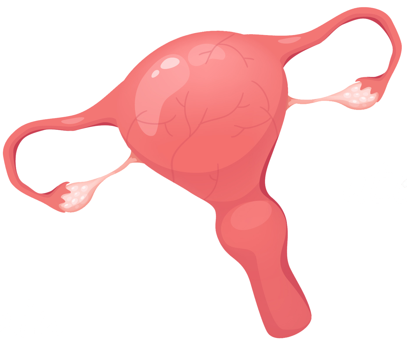 an illustration of a uterus